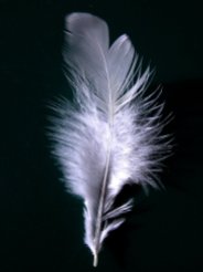 A_single_white_feather_closeup