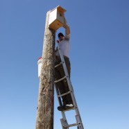 Hawkwatch International biologist Jesse Watson reaches into a nest box in Utah