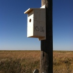 Kansas nest box (photo credit: Casey Pozzanghera)