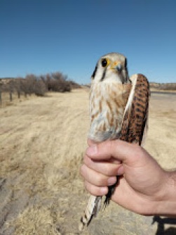 A female American Kestrel captured in New Mexico