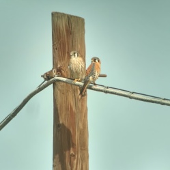 A male and female kestrel pair sit on a utility line