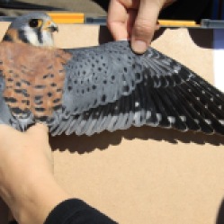 Standardized photographs are taken of this male kestrel's plumage during the banding process