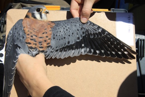 Standardized photographs are taken of this male kestrel's plumage during the banding process