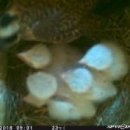 American Kestrel feeds her 5 young nestlings (caught on a trail camera)