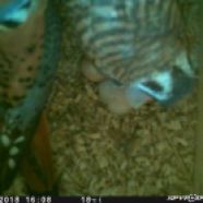 Male and female American Kestrel with newly hatched nestling