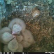 Four American Kestrel nestlings