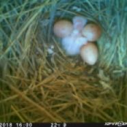Newly-hatched American Kestrel nestling