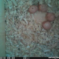 Four American Kestrel eggs inside a nest box