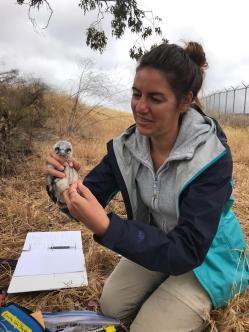 DoD biologist Katrina Murbock bands a nestling American Kestrel on Camp Pendleton, CA