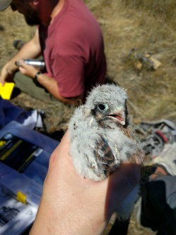 DoD biologists on Yakima Training Center, WA take measurements of a kestrel nestling