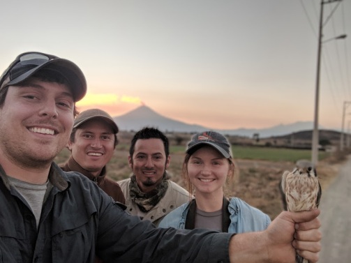 The crew captures a kestrel at sunset in view of Popocatépetl (an active volcano in Puebla)